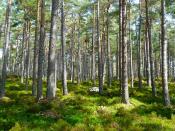 Jarocin: Dotacja na nasadzenia drzew